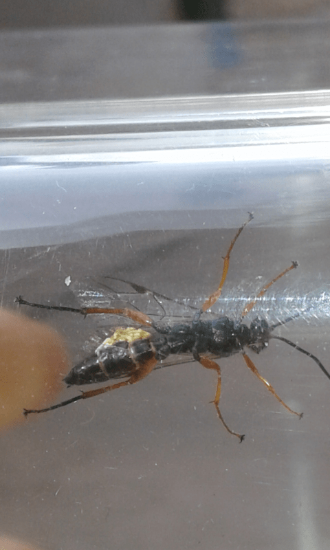 Ichneumonidae : Pimpla sp.? S